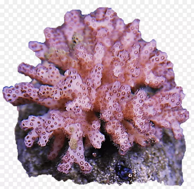 珊瑚礁无脊椎凤尾藻类真菌-花椰菜