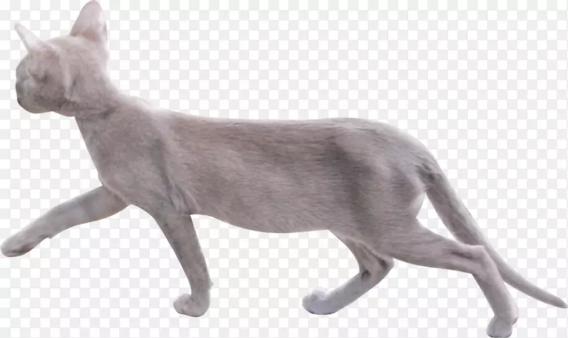 唐斯喀特秃顶猫小猫家养短毛猫