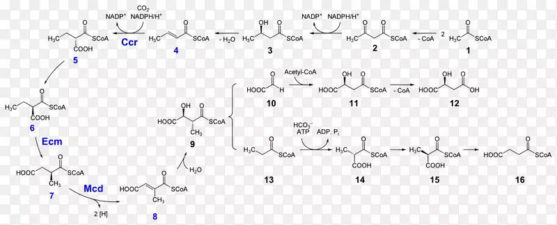 辅酶a-乙基丙二酰-辅酶A-甲基丙酰基-辅酶A-琥珀酰-辅酶途径