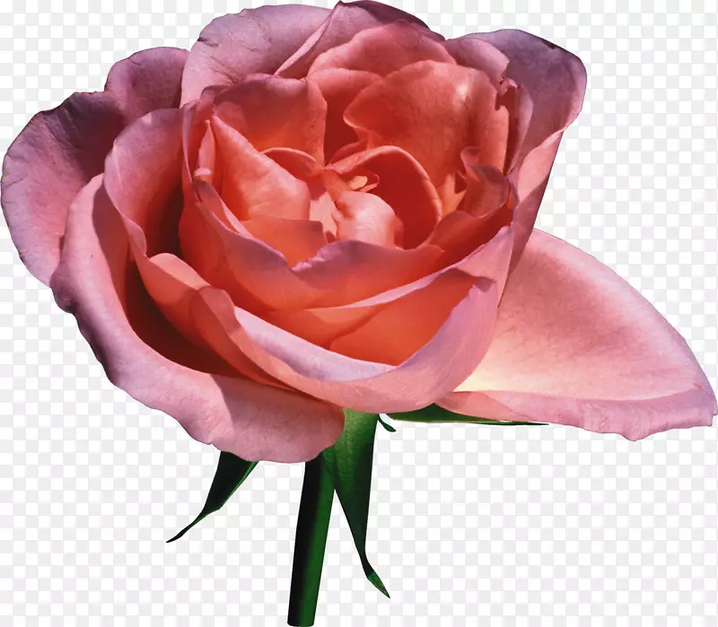 花园玫瑰粉色剪贴画-玫瑰