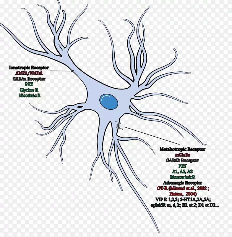 神经胶质细胞少突胶质细胞神经元