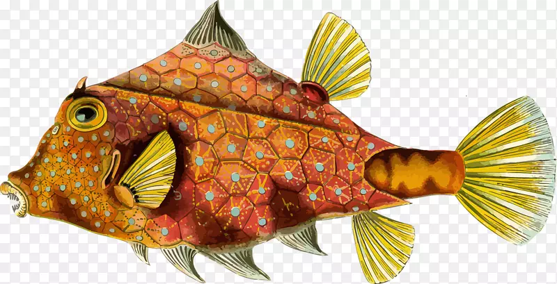 自然界中的艺术形式-水母-鱼