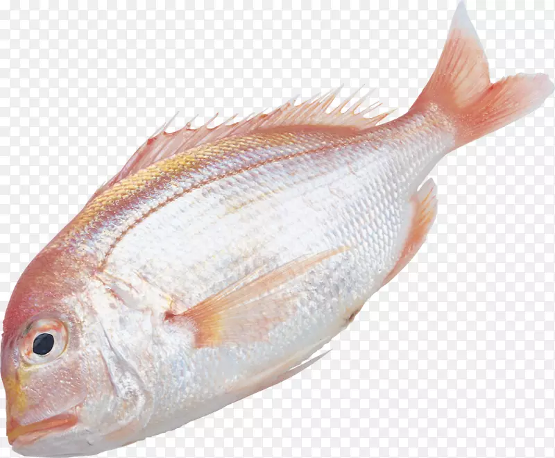 鱼类信息剪辑艺术-鱼类