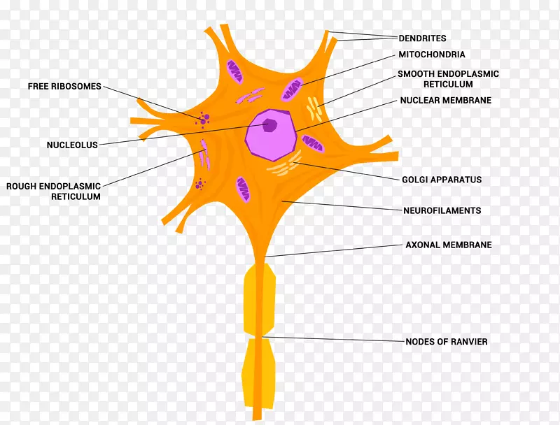 神经细胞神经组织神经系统神经元