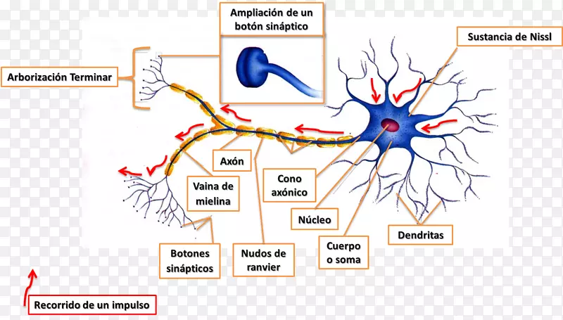 中枢神经系统神经元周围神经系统神经元