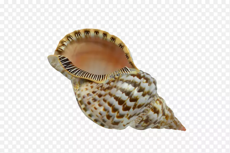 海棠海螺