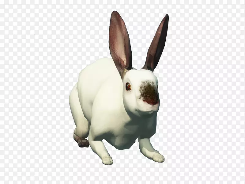 兔复活节兔子宠物沙怪