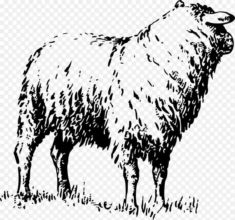 獾脸威尔士山羊牛美利奴牲畜-绵羊