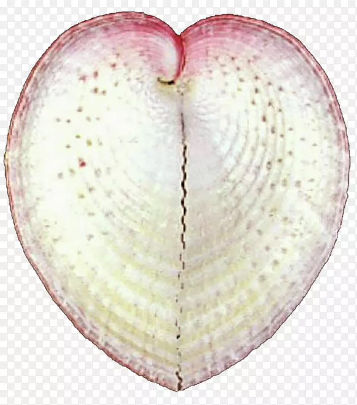 牡蛎大蛤扇贝