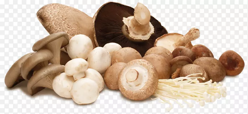 药用真菌，食用菌，灵芝蘑菇，普通蘑菇-蘑菇
