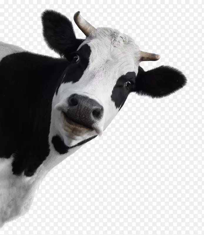 荷斯坦弗里西亚牛默里灰牛棕色瑞士牛群摄影奶牛-奶牛