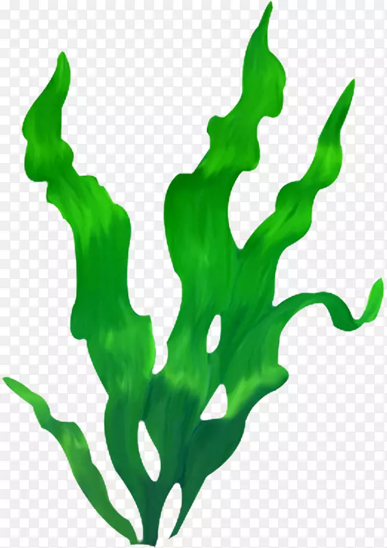 海藻植物摄影剪贴画