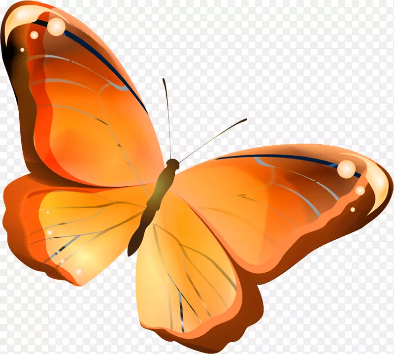 蝴蝶橙色昆虫绘图-蝴蝶