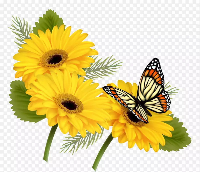 蝴蝶花黄色剪贴画-向日葵