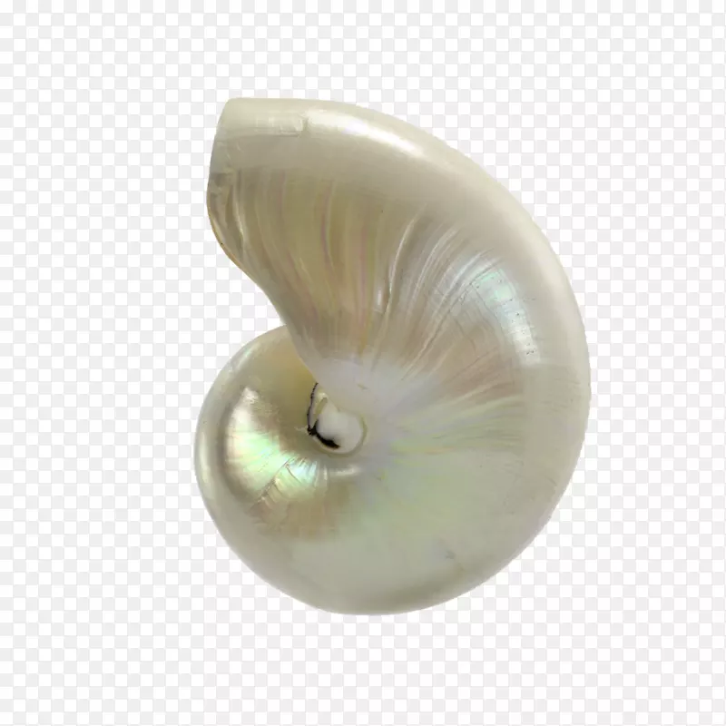 海螺珍珠材料-贝壳