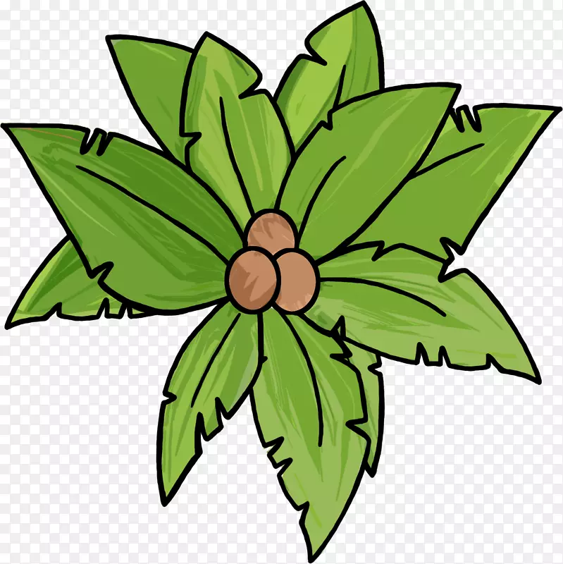 槟榔科树种摄影剪贴画.绿茶