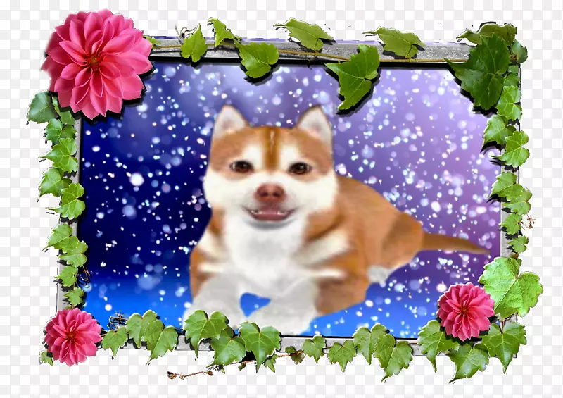 西伯利亚哈士奇猫博美犬品种-哈士奇