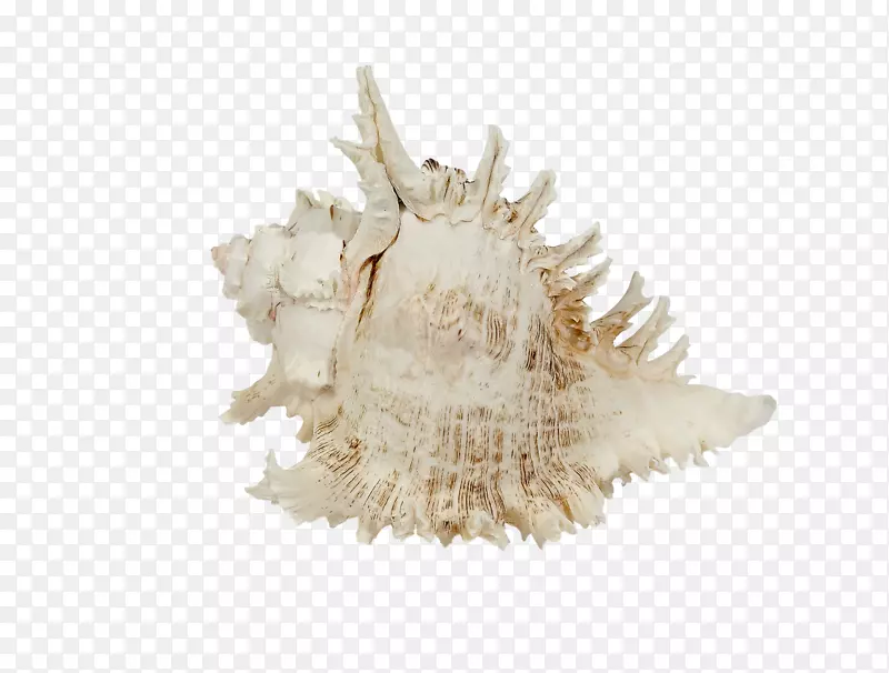 海螺岸海贝壳
