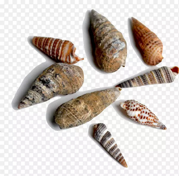 海螺-海螺化石