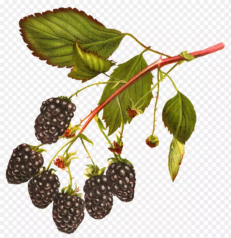 白色黑莓水果夹艺术-覆盆子