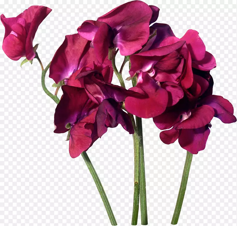 切花紫红色蔷薇科盆栽叶