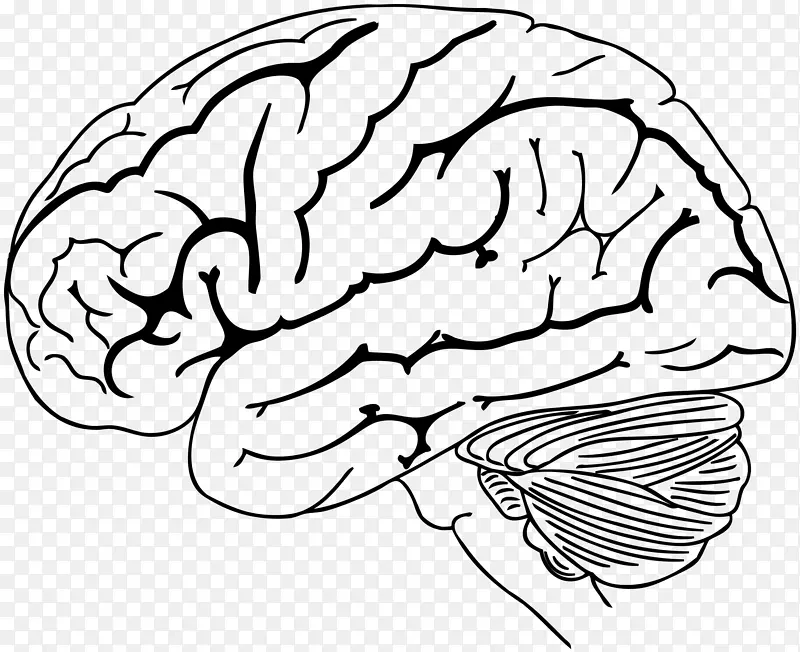 人脑绘制脑干-大脑