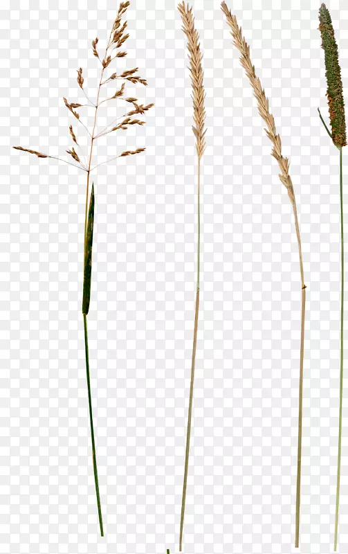 数字图像剪辑艺术-小麦