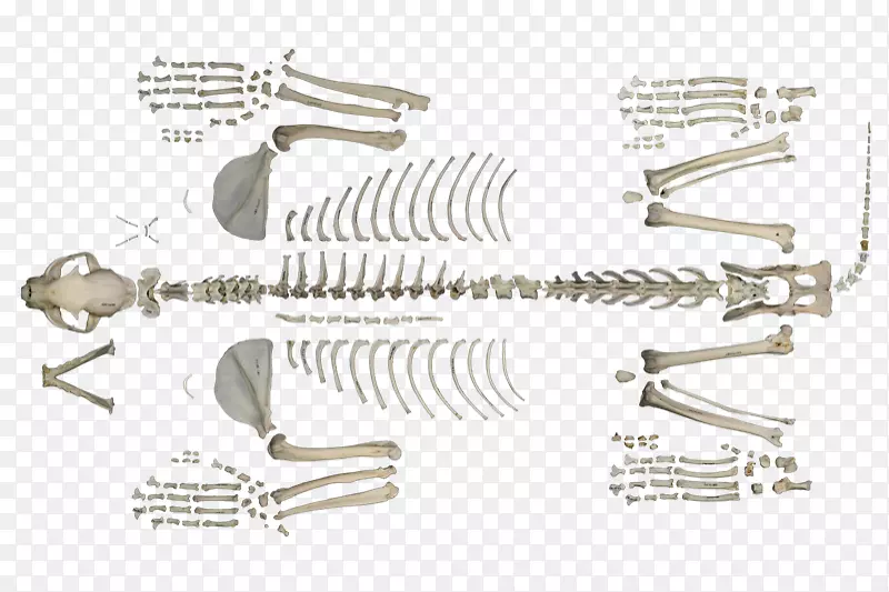 伊比利亚人颅骨后轴向骨骼-骨骼