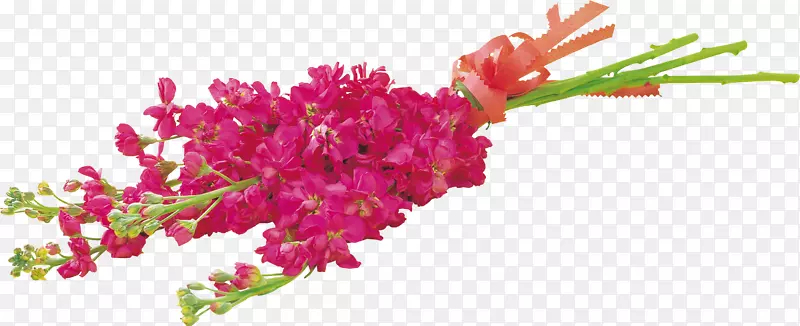 花卉摄影剪贴画-牡丹