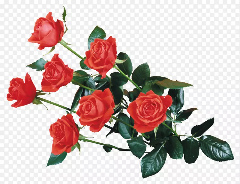 玫瑰桌面壁纸插花艺术-玫瑰