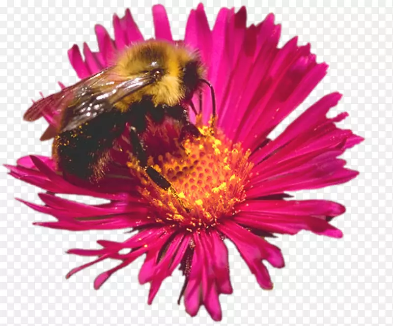 蜜蜂、昆虫、传粉植物-甘菊