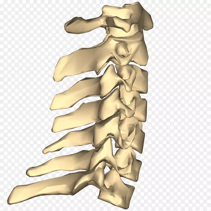 颈椎、脊柱、胸椎寰椎-关节