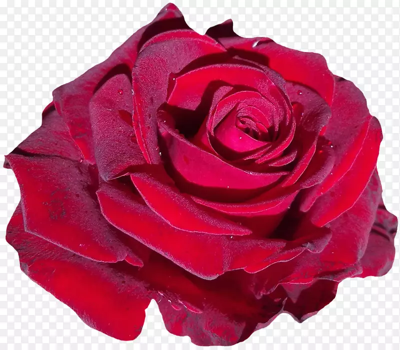 红花花园玫瑰粉红色-奥利维亚王尔德