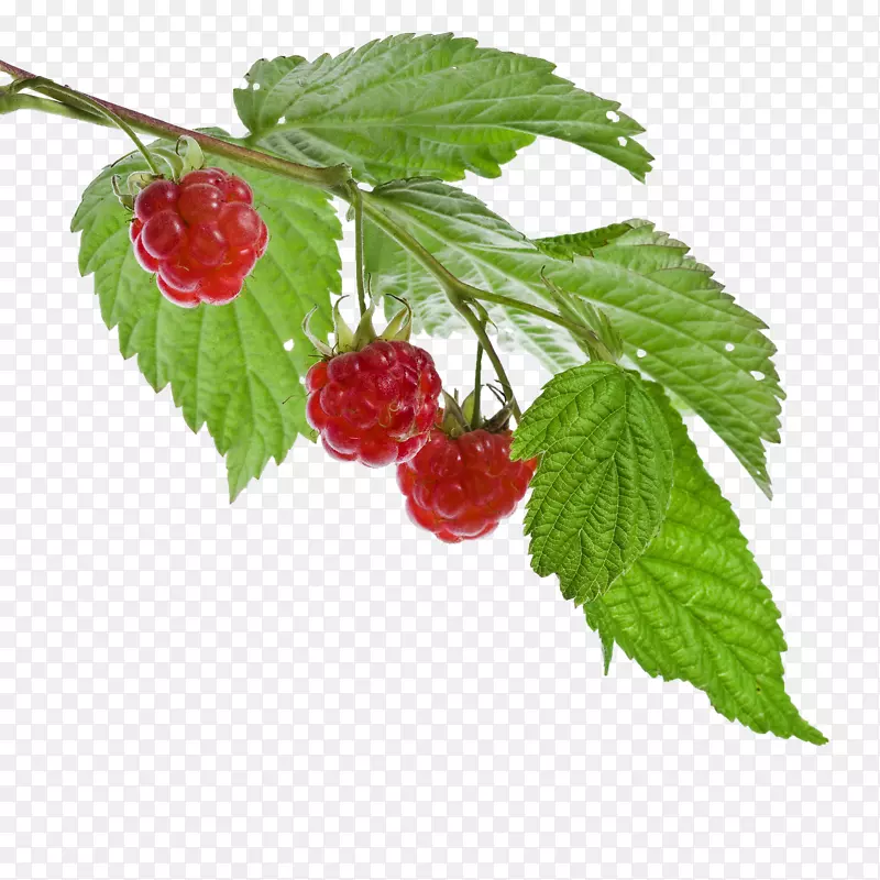 红树莓叶五味子果覆盆子