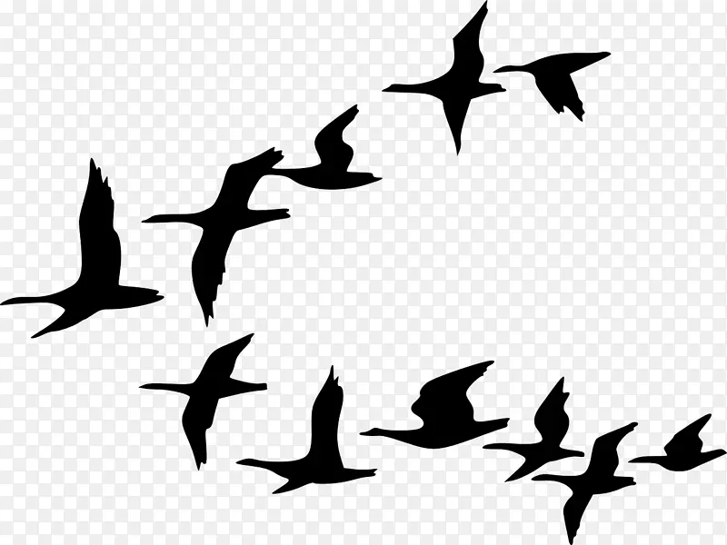 鸟群迁徙鹅夹艺术-乌鸦