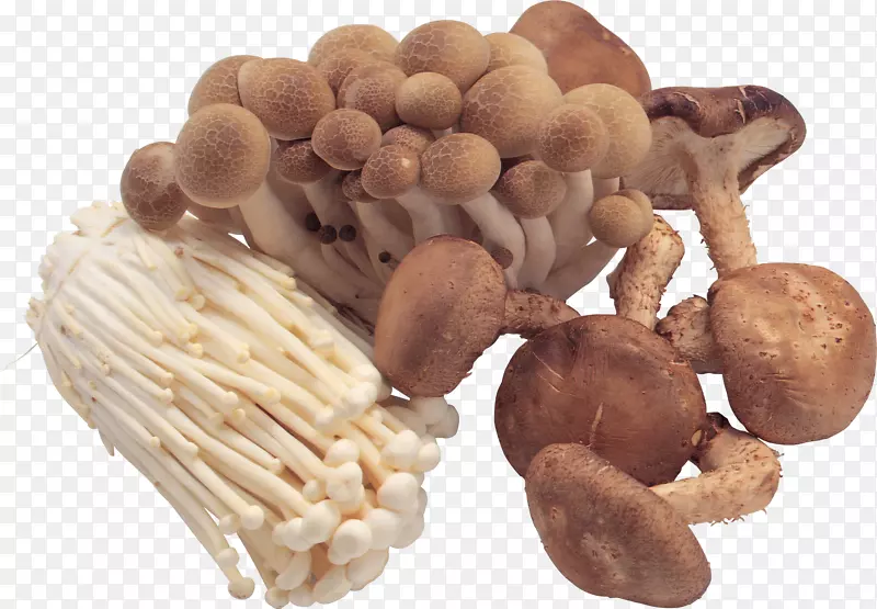 泛酸食用菌b维生素蘑菇