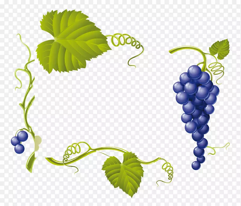 普通葡萄叶葡萄