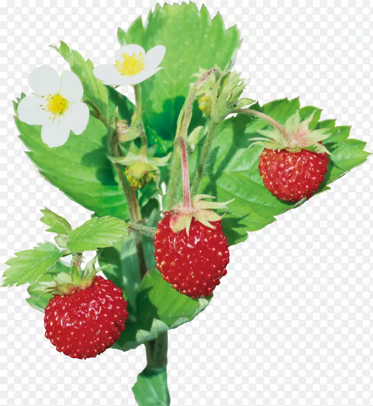麝香草莓野生草莓风味-草莓