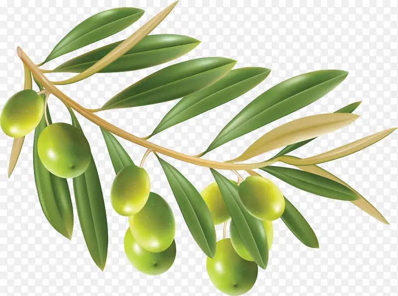 橄榄油橄榄叶夹艺术-橄榄花环