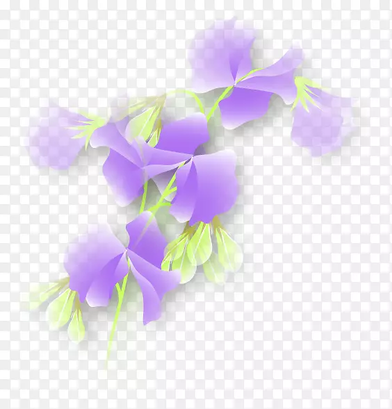 甜豌豆紫色植物茎紫罗兰豌豆