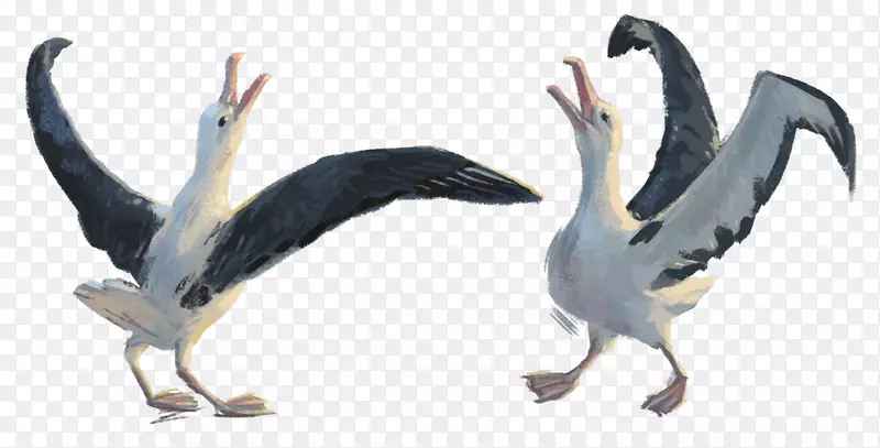 水鸟鹈鹕鹅信天翁