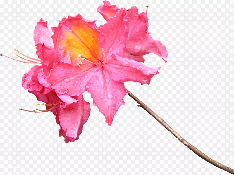 花朵摄影粉红色樱花