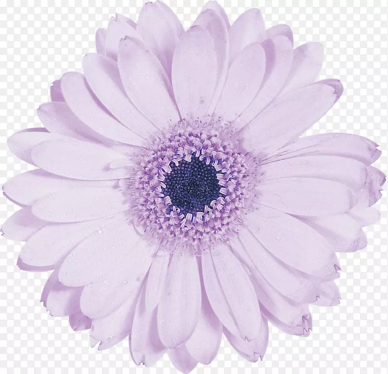 切花摄影花瓣紫非洲菊