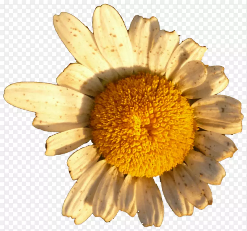 电脑软件免费软件gimp margarita剪贴画