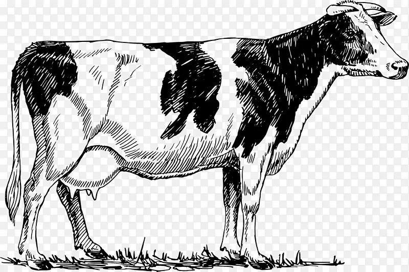 荷斯坦弗里西亚牛画纸奶牛-奶牛