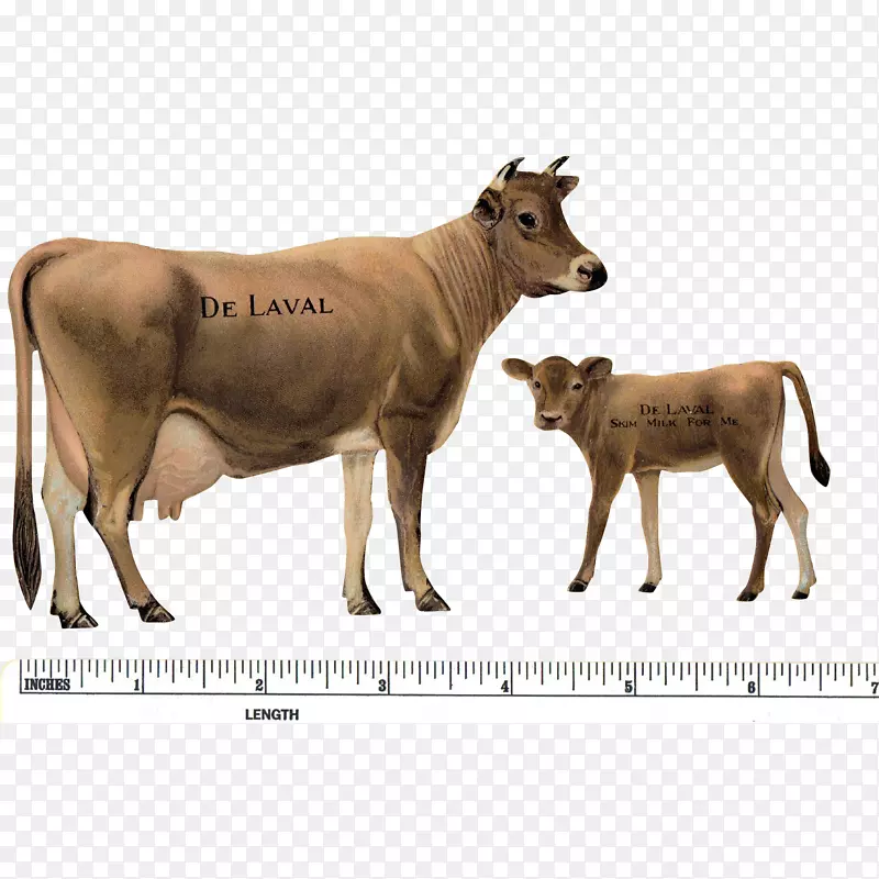 泽西牛-小牛手术牛-德拉瓦尔-牛