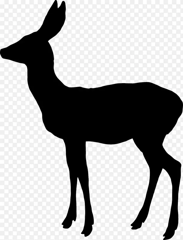 白尾鹿，驯鹿，麋鹿，驼鹿-仙女轮廓