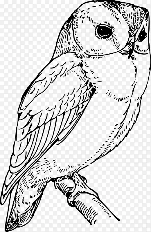 猫头鹰绘图电脑图标剪辑艺术猫头鹰