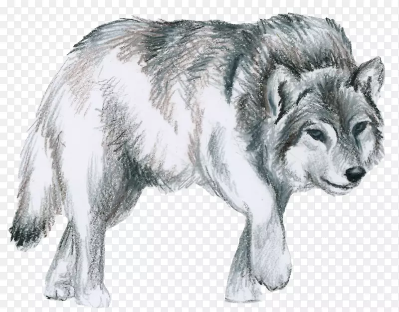 美洲印第安犬阿拉斯加苔原狼牧羊犬