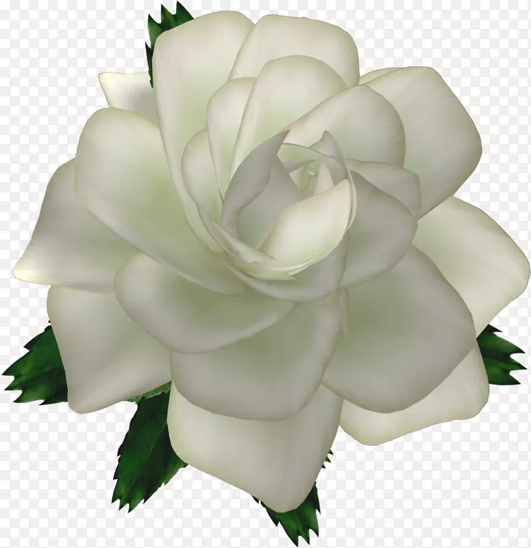 切花坪园玫瑰-珍珠